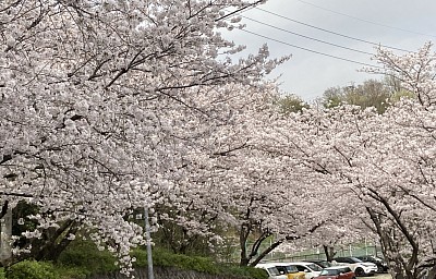 桜並木