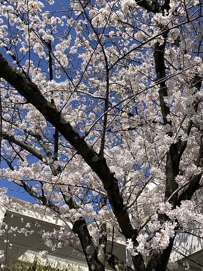 満開の桜、春