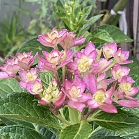 紫陽花、雨